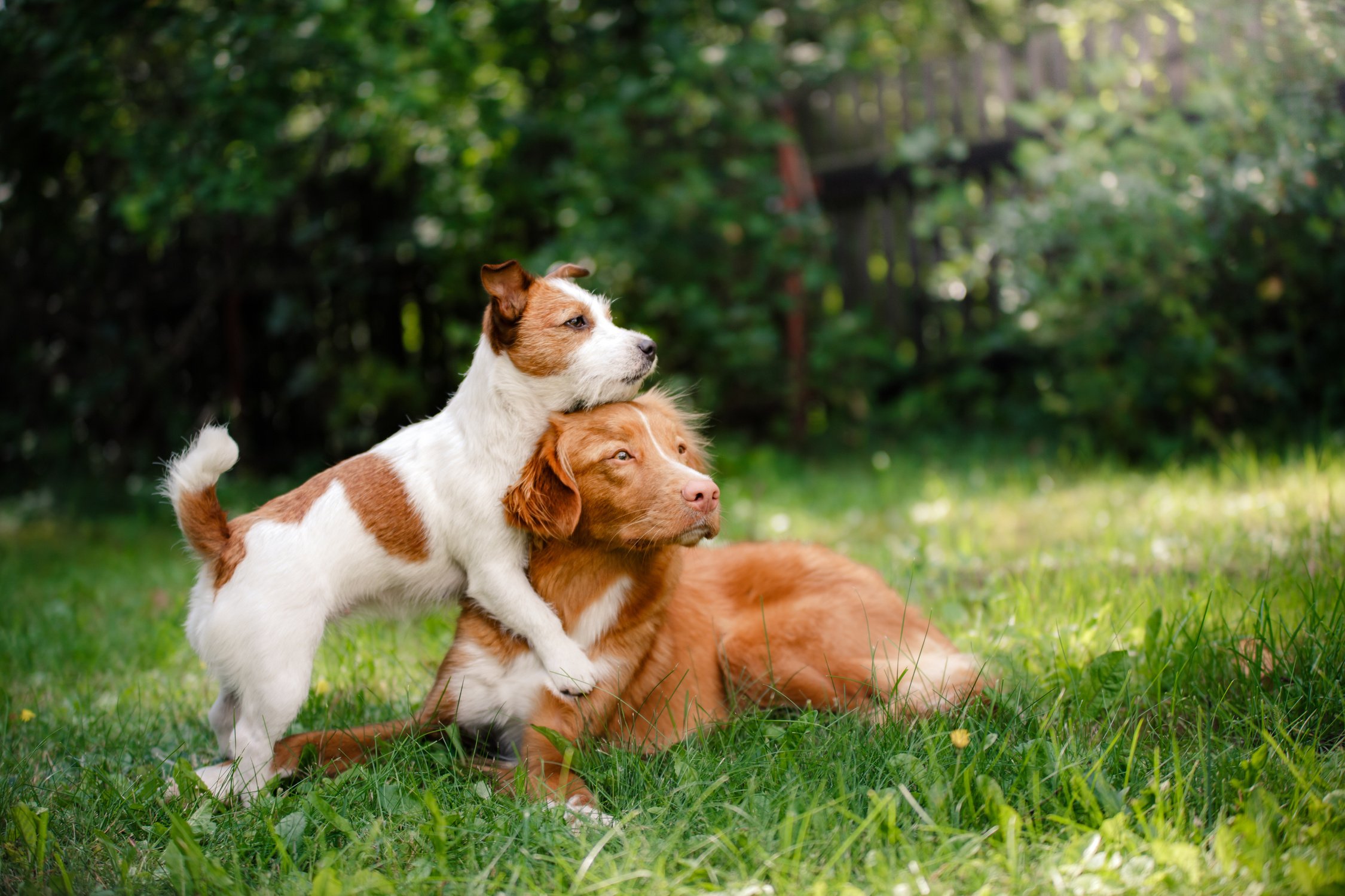 Two dogs in the grass